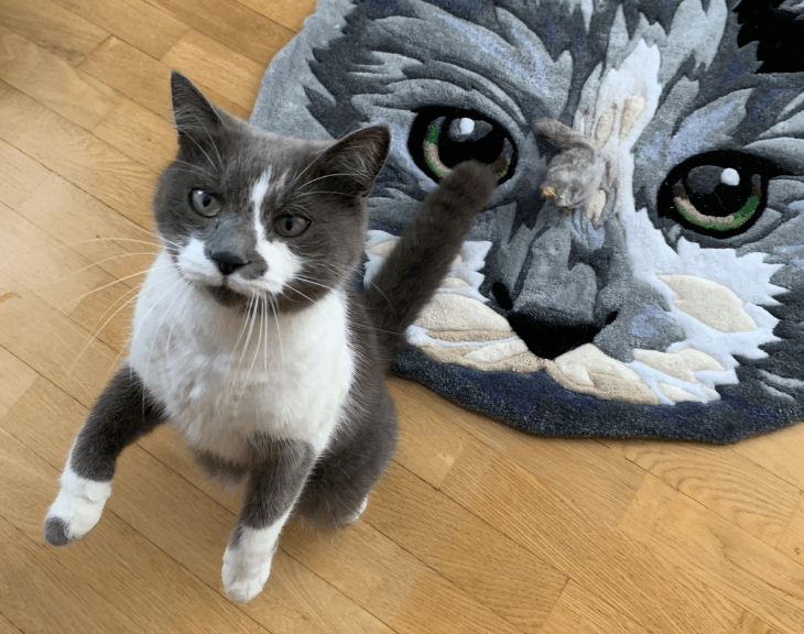 A gray cat standing near the realistic rug with a toy on the rug’s surface